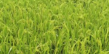 Kharif standing crops are at high risk due to montha cyclone