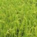 Kharif standing crops are at high risk due to montha cyclone