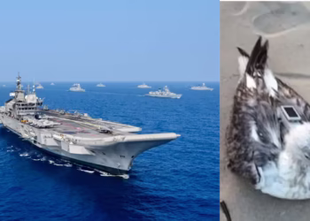 GPS Tracker Found on Injured Sea Bird Near Karnataka Coast