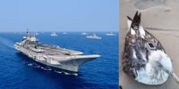 GPS Tracker Found on Injured Sea Bird Near Karnataka Coast