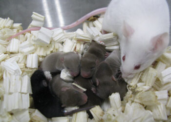 Mouse Gives Birth After Space Trip China Experiment Succeeds