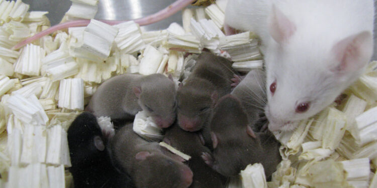 Mouse Gives Birth After Space Trip China Experiment Succeeds