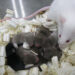 Mouse Gives Birth After Space Trip China Experiment Succeeds