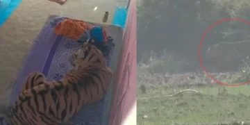 Bandhavgarh Tiger Attack: Youth Injured, Tiger Enters House