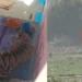 Bandhavgarh Tiger Attack: Youth Injured, Tiger Enters House