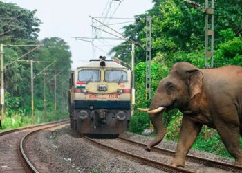 Rajdhani Express Hits Elephant Herd in Assam, Eight Killed
