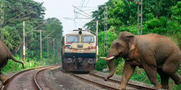 Rajdhani Express Hits Elephant Herd in Assam, Eight Killed