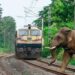 Rajdhani Express Hits Elephant Herd in Assam, Eight Killed