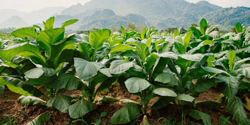 India Raises Tobacco