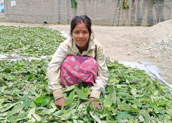 Bay leaf farming in West Bengal empowering women and generating income
