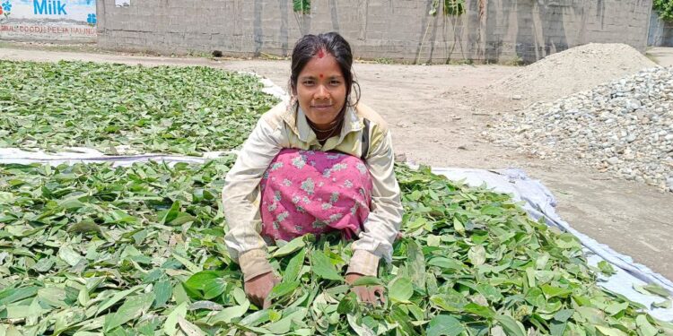 Bay leaf farming in West Bengal empowering women and generating income