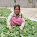 Bay leaf farming in West Bengal empowering women and generating income