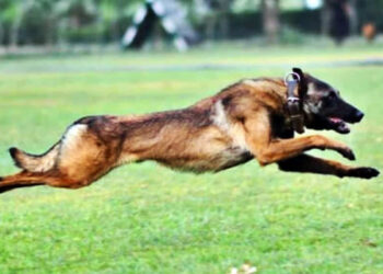 heroic dog pilot died fighting a tiger to save his owner in nainital, uttarakhand. the incident went viral.