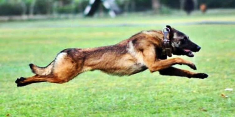 heroic dog pilot died fighting a tiger to save his owner in nainital, uttarakhand. the incident went viral.