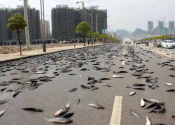 fish rain mystery: why fish fall from the sky