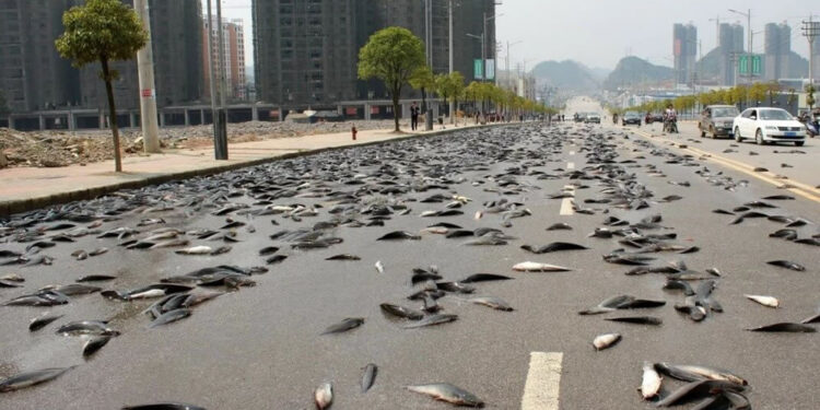 fish rain mystery: why fish fall from the sky