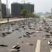 fish rain mystery: why fish fall from the sky