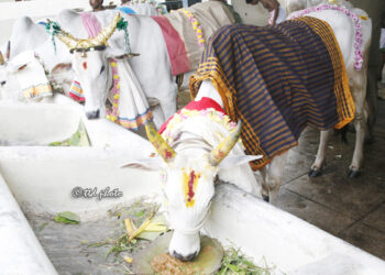 Tirupati to host Gopuja Mahotsavam at SV Gosala on Jan 16 with special pujas, rituals, cultural programmes and prasadam.
