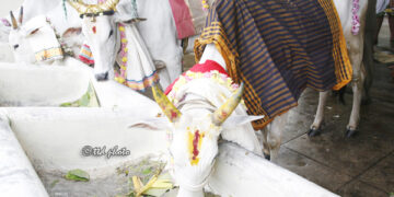 Tirupati to host Gopuja Mahotsavam at SV Gosala on Jan 16 with special pujas, rituals, cultural programmes and prasadam.