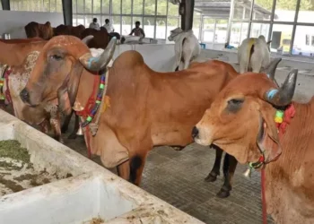 grand go puja held at sri venkateswara gosamrakshana trust in tirupati during kanuma with ttd officials and devotees.