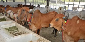 grand go puja held at sri venkateswara gosamrakshana trust in tirupati during kanuma with ttd officials and devotees.