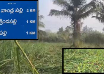 Elephant herd enters farmlands near Tirumala damaging crops