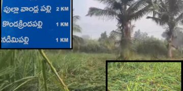 Elephant herd enters farmlands near Tirumala damaging crops