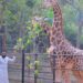 Pawan Kalyan at Indira Gandhi Zoological Park in Visakhapatnam