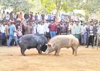 pig competitions attract huge crowds in tadipatri during sankranthi as winners receive cash prizes up to rs 20000