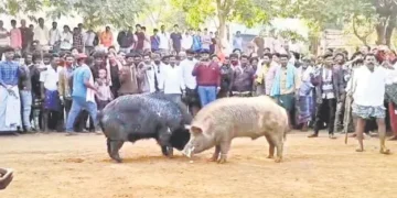 pig competitions attract huge crowds in tadipatri during sankranthi as winners receive cash prizes up to rs 20000