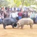 pig competitions attract huge crowds in tadipatri during sankranthi as winners receive cash prizes up to rs 20000