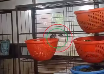 Rats found inside Annavaram Satyadev prasadam baskets at temple counter