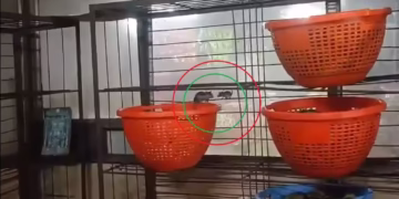 Rats found inside Annavaram Satyadev prasadam baskets at temple counter