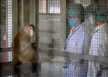 China faces a monkey shortage impacting medical research. Discover how this crisis affects drug trials and safety testing.