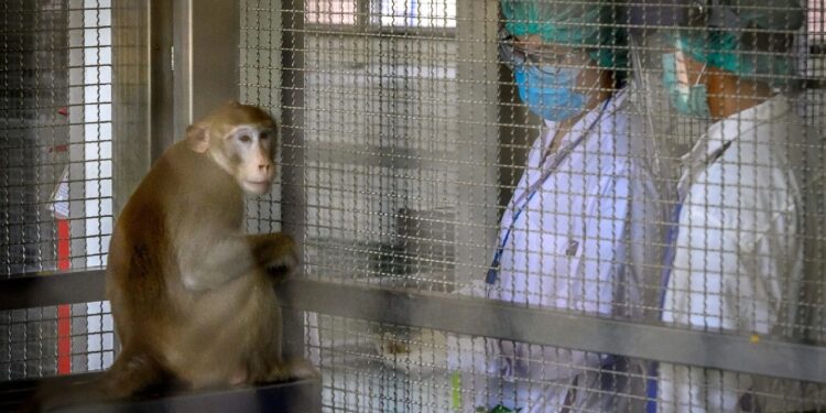 China faces a monkey shortage impacting medical research. Discover how this crisis affects drug trials and safety testing.