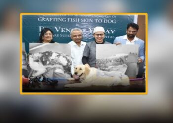 hyderabad veterinarians perform rare fish skin surgery to save a dog suffering from a life threatening infection