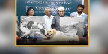 hyderabad veterinarians perform rare fish skin surgery to save a dog suffering from a life threatening infection