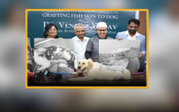 hyderabad veterinarians perform rare fish skin surgery to save a dog suffering from a life threatening infection