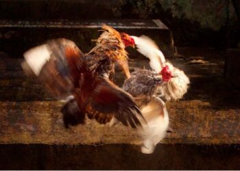 a high-stakes sankranti cockfight in krishna district saw ₹1 crore betting, with jinex amar’s camp emerging victorious.