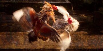 a high-stakes sankranti cockfight in krishna district saw ₹1 crore betting, with jinex amar’s camp emerging victorious.