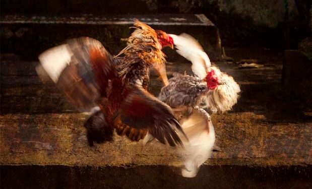 a high-stakes sankranti cockfight in krishna district saw ₹1 crore betting, with jinex amar’s camp emerging victorious.