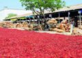 Farmers and traders at Guntur Mirchi Yard during surge in chilli prices in Andhra Pradesh