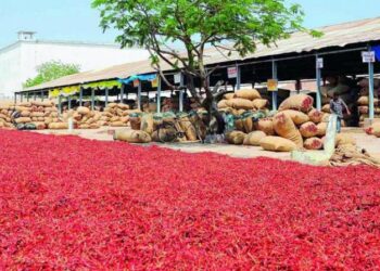 Farmers and traders at Guntur Mirchi Yard during surge in chilli prices in Andhra Pradesh