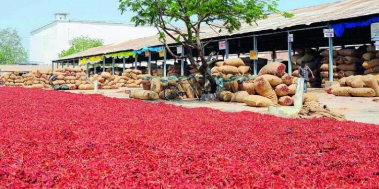 Farmers and traders at Guntur Mirchi Yard during surge in chilli prices in Andhra Pradesh