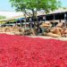 Farmers and traders at Guntur Mirchi Yard during surge in chilli prices in Andhra Pradesh