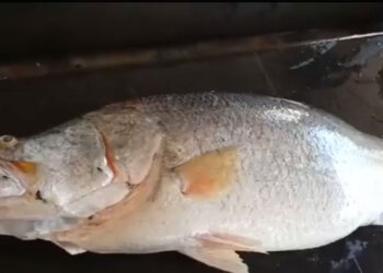 a rare 24 kg pandugappa fish was caught in the godavari near kakinada and sold for a huge price of rs 16,000
