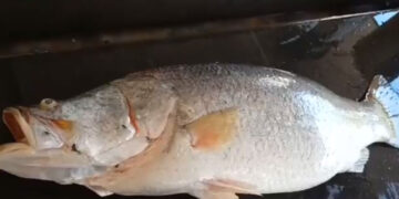 a rare 24 kg pandugappa fish was caught in the godavari near kakinada and sold for a huge price of rs 16,000