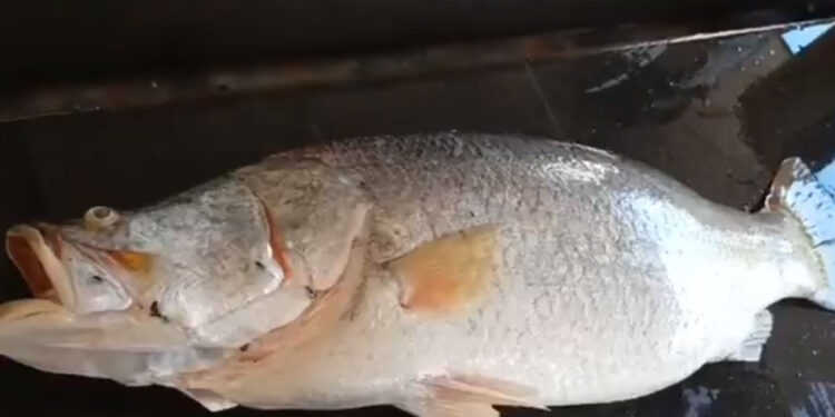 a rare 24 kg pandugappa fish was caught in the godavari near kakinada and sold for a huge price of rs 16,000