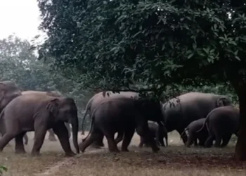 Elephant herd damages crops in Yallampalli village at night