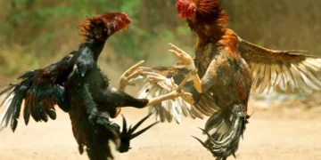 know how cockfighting started in konaseema and godavari districts and why it remains a deeply rooted sankranthi tradition even today